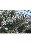 北海道黄杨照片4