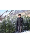 北海道黄杨照片
